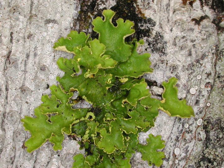 Pseudocyphellaria aurata