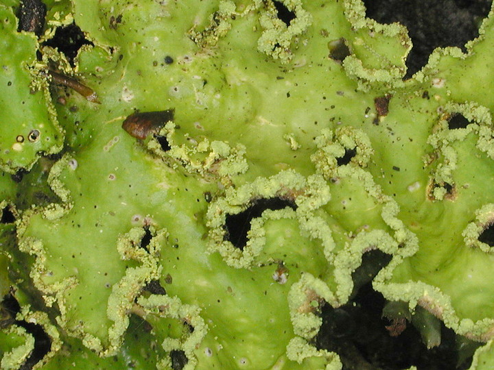 Pseudocyphellaria aurata