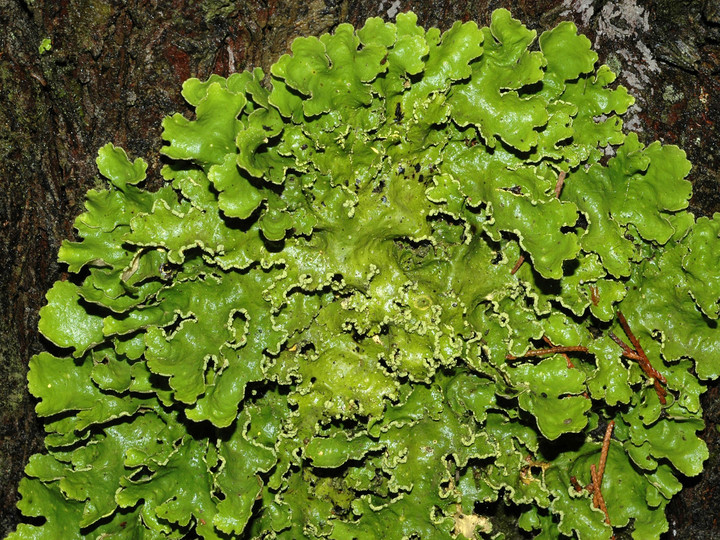 Pseudocyphellaria aurata