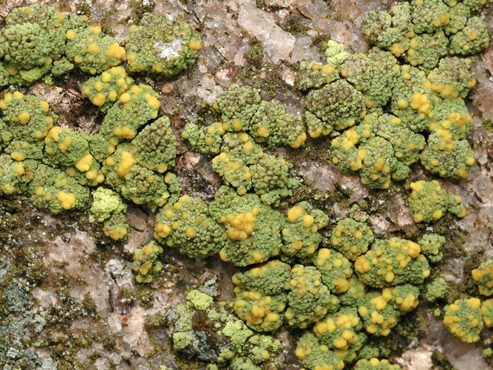 Psilolechia lucida