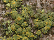 Psilolechia lucida