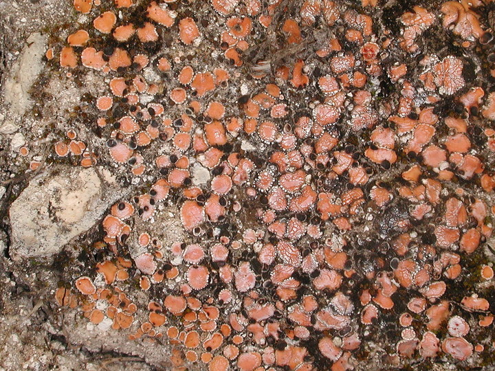 Psora decipiens