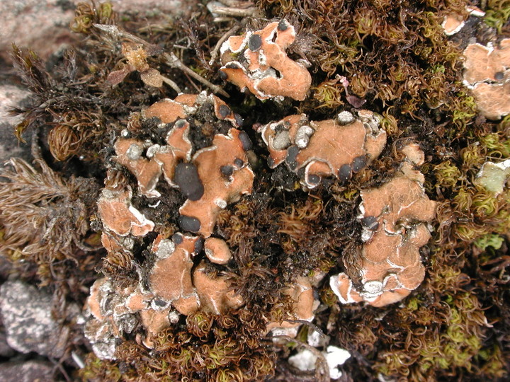 Psora decipiens