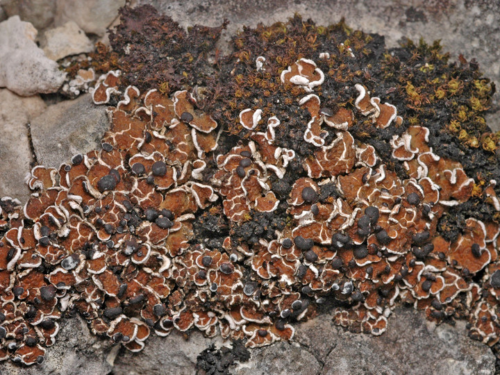 Psora vallesiaca