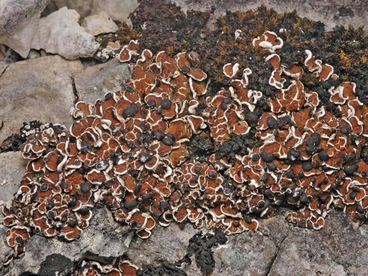 Psora vallesiaca