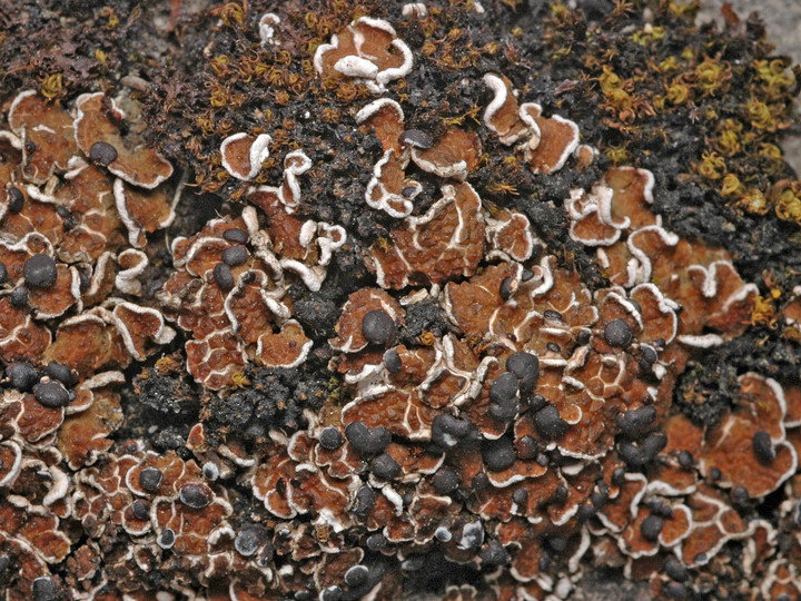 Psora vallesiaca