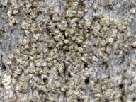 Pycnora sorophora