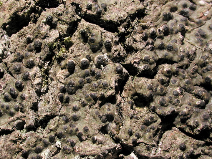 Pyrenula nitida