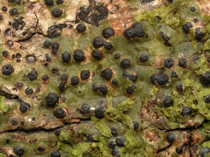 Pyrenula nitida