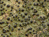 Pyrenula nitida