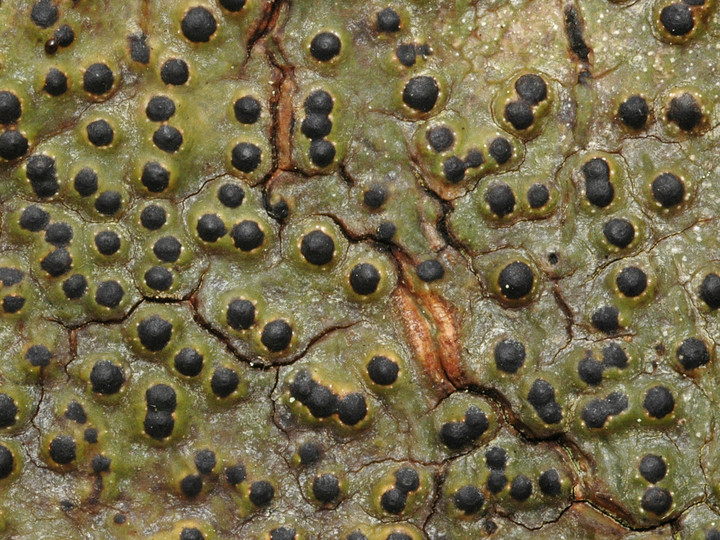 Pyrenula nitida