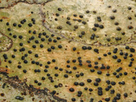 Pyrenula occidentalis