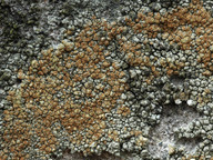 Pyrrhospora rubiginans