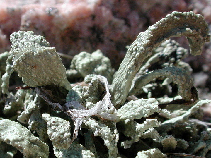 Ramalina siliquosa