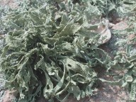 Ramalina siliquosa