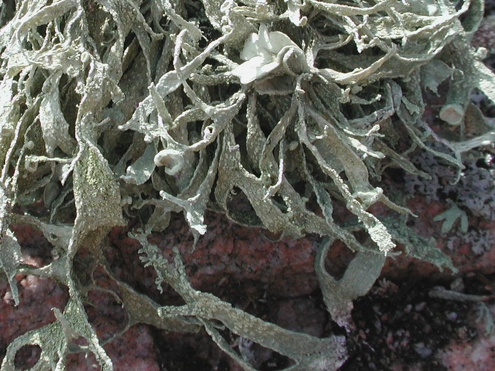 Ramalina siliquosa