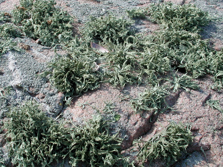 Ramalina siliquosa