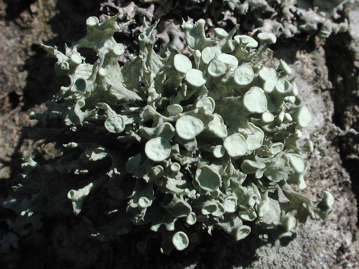 Ramalina fastigiata