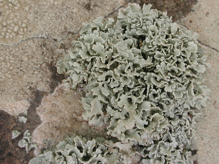 Ramalina bourgeana