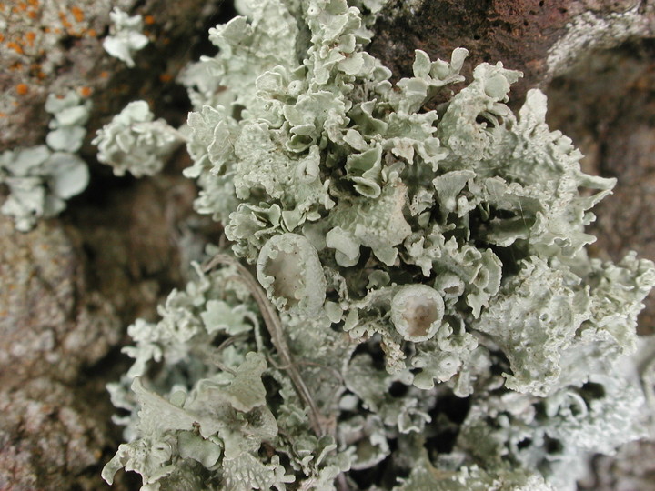 Ramalina bourgeana