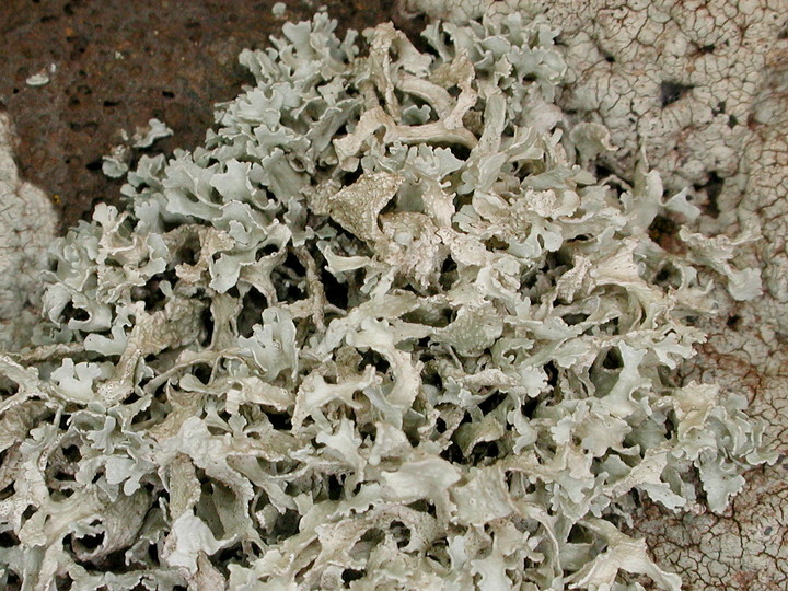 Ramalina bourgeana