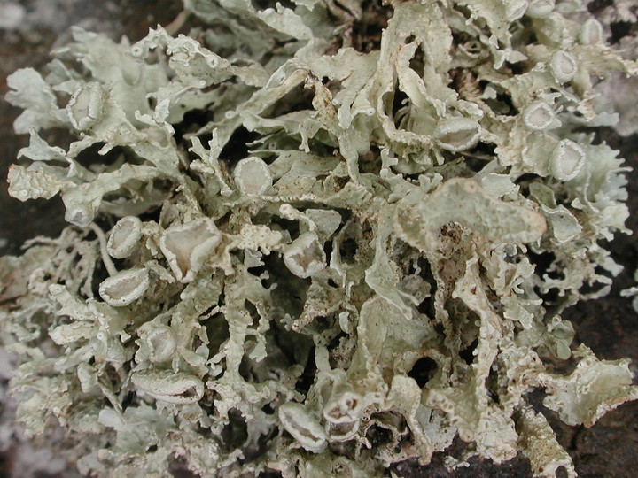 Ramalina bourgeana