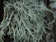 Ramalina farinacea