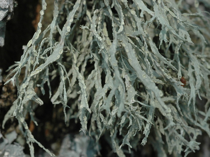 Ramalina farinacea