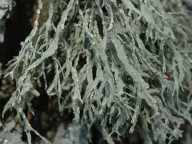 Ramalina farinacea