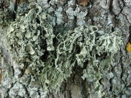 Ramalina fraxinea