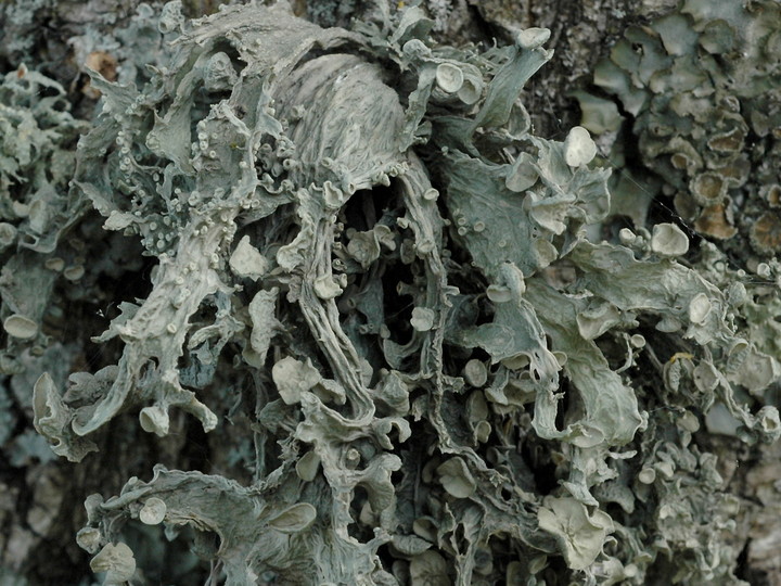 Ramalina fraxinea