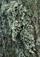 Ramalina fraxinea