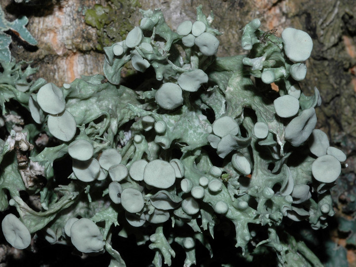 Ramalina fastigiata