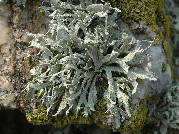 Ramalina polymorpha