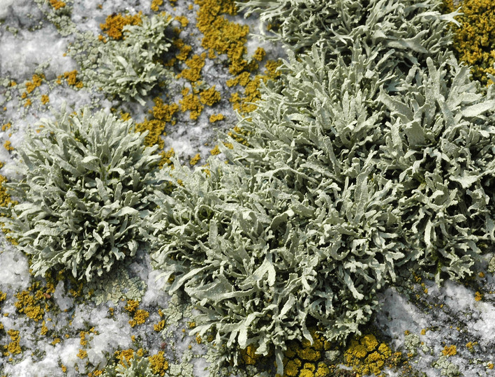 Ramalina polymorpha