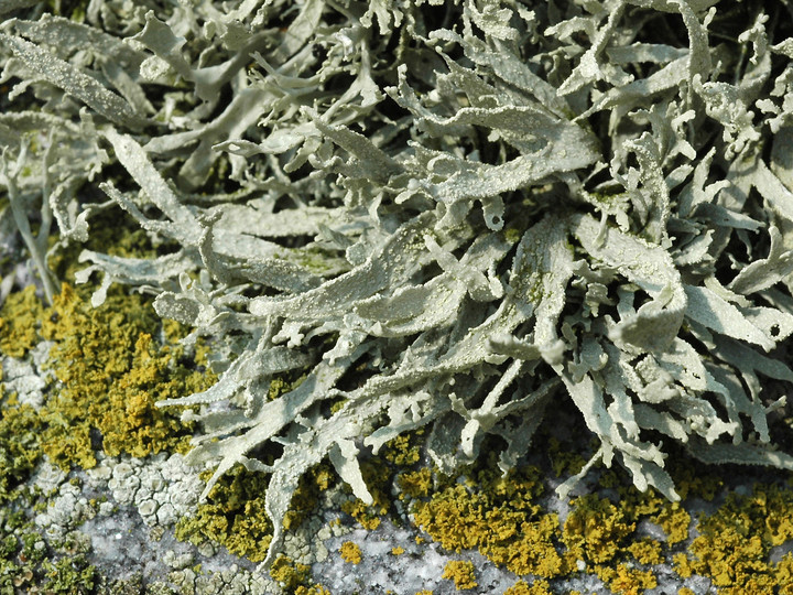 Ramalina polymorpha