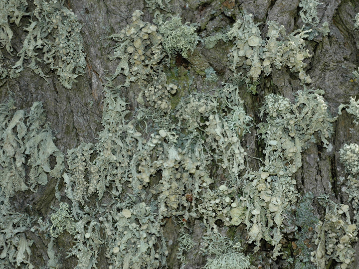 Ramalina fraxinea