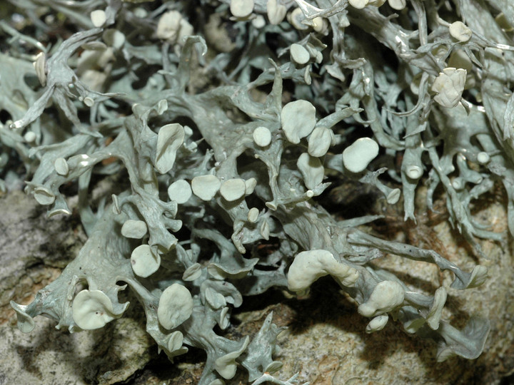 Ramalina fastigiata