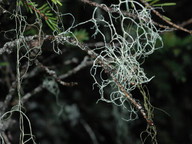 Ramalina thrausta