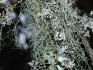 Ramalina thrausta