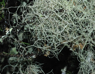 Ramalina thrausta