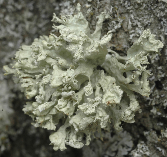 Ramalina baltica