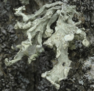 Ramalina baltica