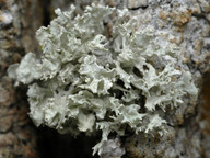 Ramalina baltica