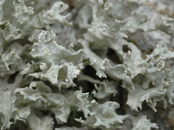 Ramalina baltica