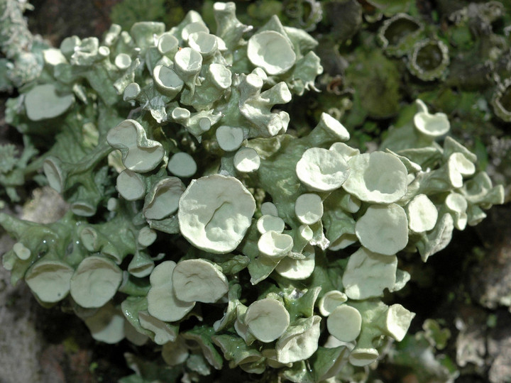 Ramalina fastigiata