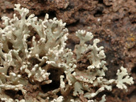 Ramalina pollinaria