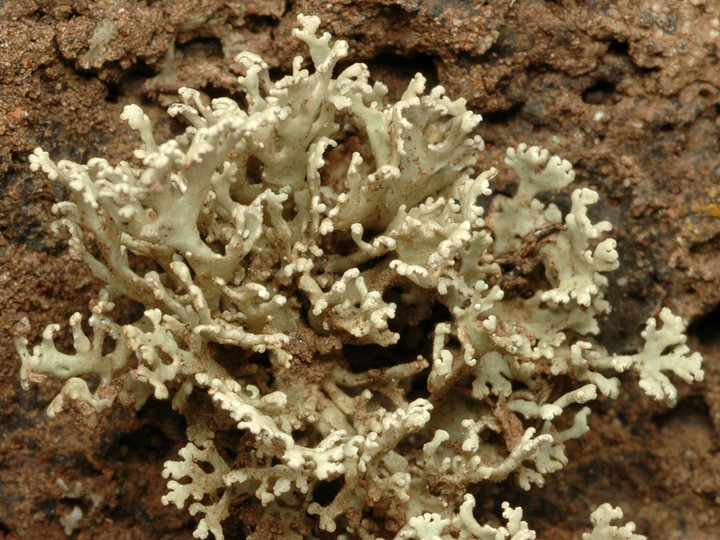 Ramalina pollinaria