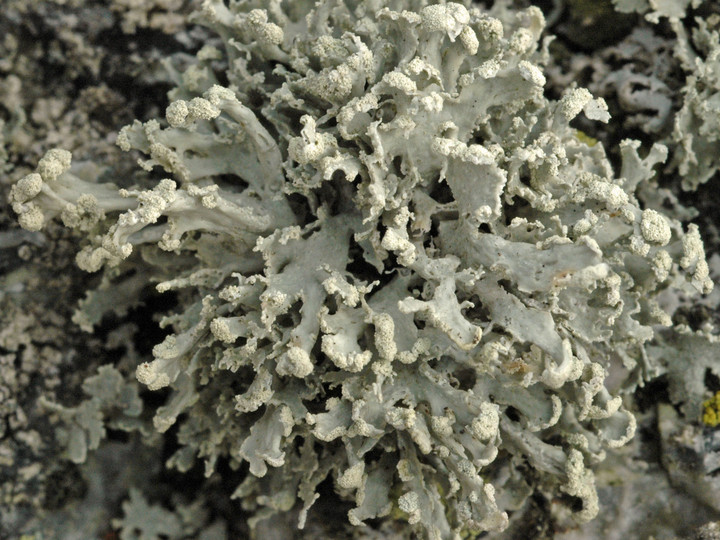 Ramalina capitata