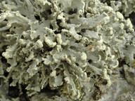 Ramalina capitata